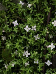 Oldenlandia salzmannii