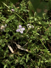 Oldenlandia salzmannii