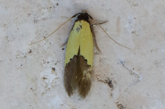 Opogona protodoxa