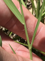 Digitaria cognata