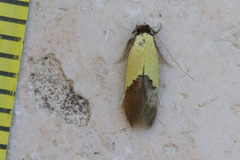Opogona protodoxa