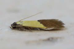 Opogona protodoxa