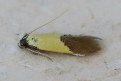 Opogona protodoxa