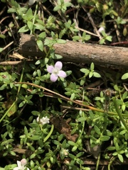 Oldenlandia salzmannii