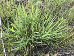 Digitaria cognata
