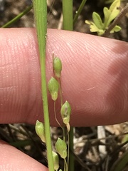Dichanthelium perlongum