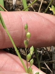 Dichanthelium perlongum