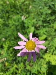 Tanacetum coccineum