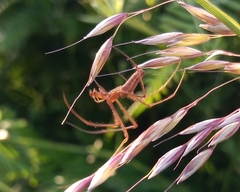 Tetragnatha striata