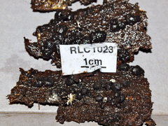 Kretzschmaria lucidula