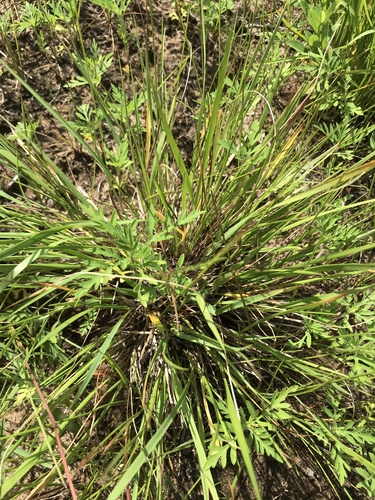 Long-panicled Panicgrass (Dichanthelium perlongum)