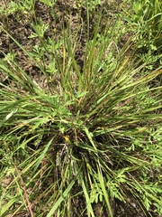 Dichanthelium perlongum