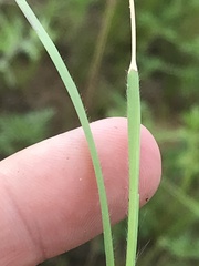 Dichanthelium perlongum