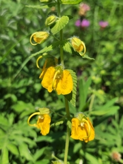 Rhynchocorys orientalis