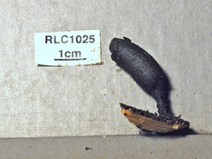 Xylaria schweinitzii