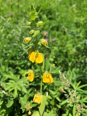 Rhynchocorys orientalis