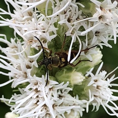 Typocerus