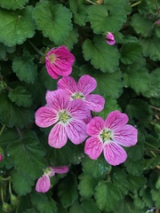 Erodium corsicum