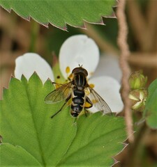 Anasimyia anausis
