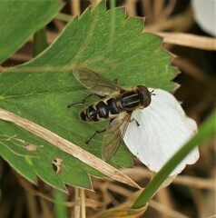 Anasimyia anausis