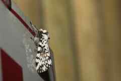 Rhypopteryx rhodalipha