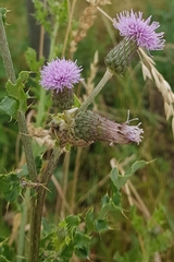 Cirsium arvense