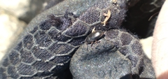 Blapstinus discolor