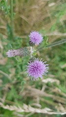 Cirsium arvense