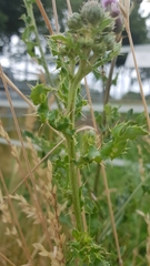Cirsium arvense