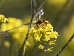 Nomada bifasciata
