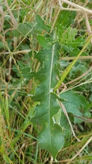 Cirsium arvense