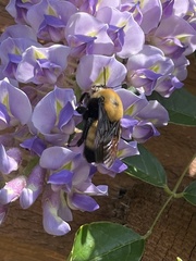Bombus nevadensis