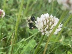 Bombus vagans
