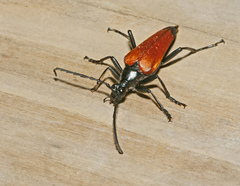 Stenelytrana emarginata