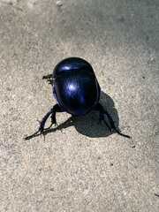 Coleoptera