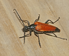 Stenelytrana emarginata