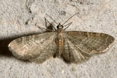Eupithecia haworthiata