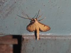 Tatobotys