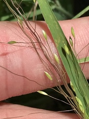 Digitaria cognata