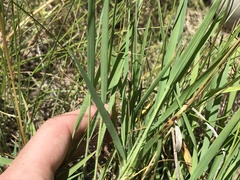 Digitaria cognata