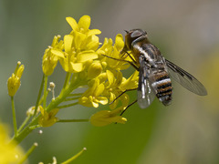 Exhyalanthrax simonae