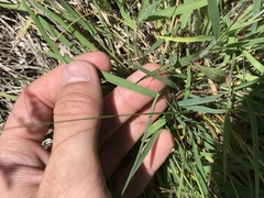 Digitaria cognata