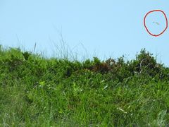 Papilio multicaudata