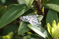 Evergestis sophialis