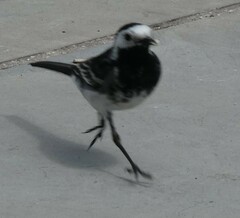 Motacilla alba