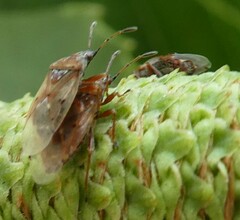 Kleidocerys resedae