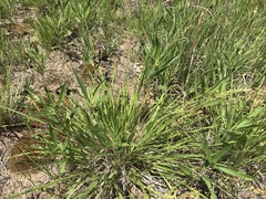 Dichanthelium perlongum