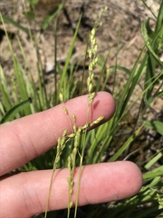 Dichanthelium perlongum