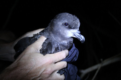 Pterodroma gouldi