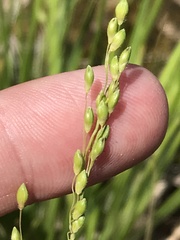 Dichanthelium perlongum
